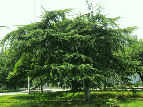 松樹(shù)